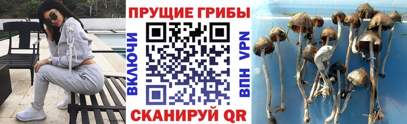 Галлюциногенные грибы Psilocybine cubensis Оханск